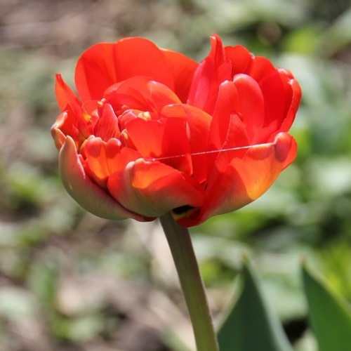 Tulip Bulbs - Abba